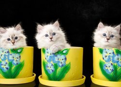 Trzy małe kotki w doniczkach z bratkami