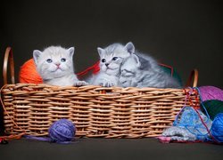 Trzy małe kotki w wiklinowym koszyku z kłębkami wełny
