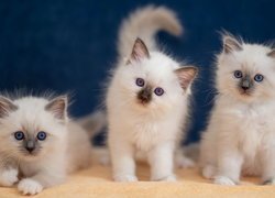 Trzy małe koty birmańskie