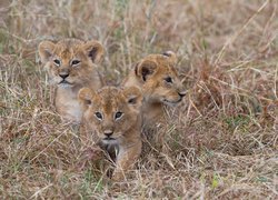 Trzy małe lwiątka w trawie