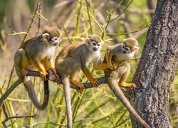 Trzy małpki saimiri wiewiórcze na gałęzi