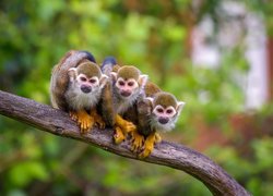 Trzy małpki saimiri wiewiórcze