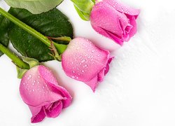 Trzy mokre różowe róże