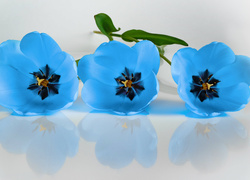 Trzy, Niebieskie, Tulipany, Odbicie