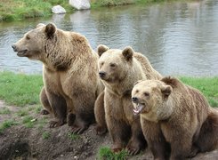 Trzy niedźwiedzie brunatne