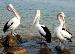 Trzy pelikany na kamieniach w wodzie