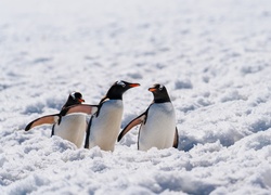 Trzy pingwiny białobrewe na zimowym spacerze