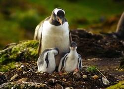 Trzy pingwiny