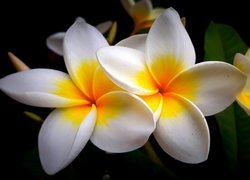 Kwiaty, Plumeria, Tło, Czarne