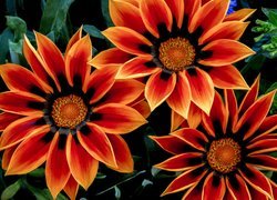 Gazania, Trzy, Kwiaty