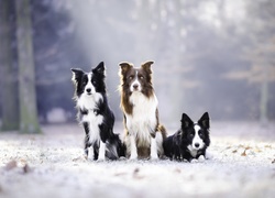 Trzy psy border collie na oszronionej leśnej łące