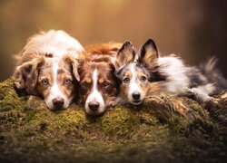 Psy, Trzy, Psy, Owczarek australijski, Border collie