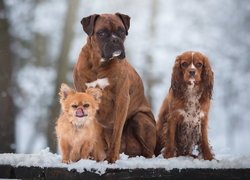 Trzy, Psy, Bokser, Cocker spaniel