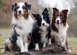 Trzy, Psy, Owczarek australijski, Border collie, Kamienie