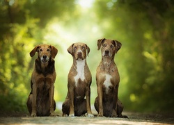 Alejka, Trzy, Psy, Catahoula leopard dog