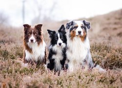 Trzy, Psy, Border collie, Owczarek australijski