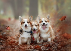 Trzy, Psy, Welsh corgi pembroke, Liście