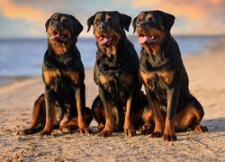 Trzy, Psy, Rottweilery, Plaża