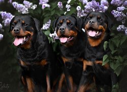 Trzy rottweilery pod gałązkami bzu