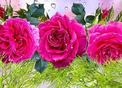 Trzy różowe róże w kroplach