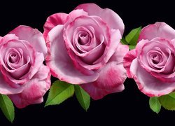 Trzy różowe róże z listkami
