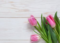 Trzy różowe tulipany z listkami