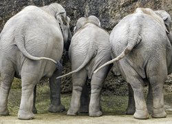 Trzy słonie odwrócone tyłem