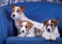 Trzy, Psy, Szczeniaki, Jack Russell terrier, Niebieska, Sofa