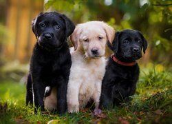 Trzy, Psy, Szczeniaki, Labradory retrievery
