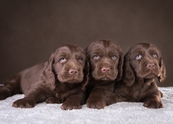 Trzy, Słodkie, Szczeniaki, Spaniele