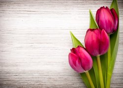 Trzy tulipany na deskach