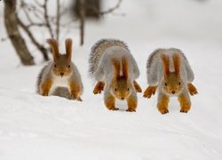 Trzy wiewiórki na śniegu