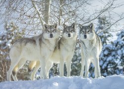 Trzy wilki na śniegu