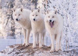 Trzy, Wilki polarne, Białe, Trzy, Śnieg