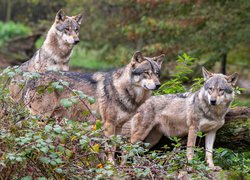 Trzy wilki w zaroślach
