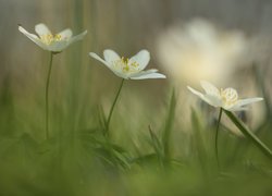 Zawilec gajowy, Trzy, Białe, Kwiaty