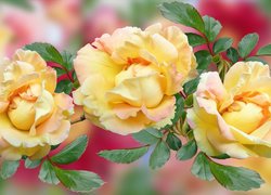 Trzy żółte róże z liśćmi w grafice