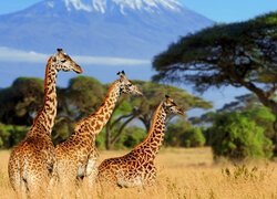 Trzy żyrafy w wysokiej trawie na sawannie
