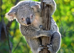 Trzymający się gałęzi miś koala spogląda w dół