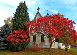 Kościół, Drzewa, Tuja, Sumak octowiec