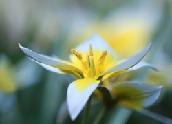 Tulipan późny