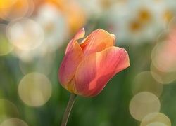 Tulipan rozświetlony blaskiem słońca