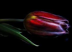 Tulipan w grafice fractalius