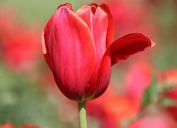 Kwiat, Czerwony, Tulipan, Odchylony, Płatek