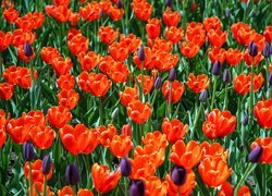 Tulipany czerwone i pąki tulipanów fioletowych