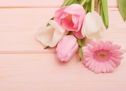 Tulipany i gerbera na różowym tle