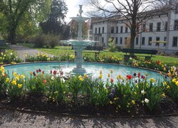 Tulipany i ławki wokół fontanny