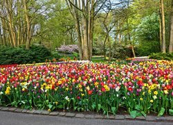 Park, Wiosna, Drzewa, Krzewy, Kwiaty, Tulipany, Narcyzy
