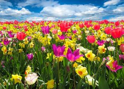 Kwiaty, Tulipany, Narcyzy