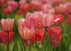 Kwiaty, Tulipany, Rozmycie, Liście